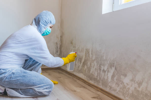 Black mold inspection in Chaska