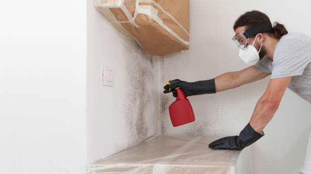 Basement Mold Remediation treatment on basement walls in Chaska