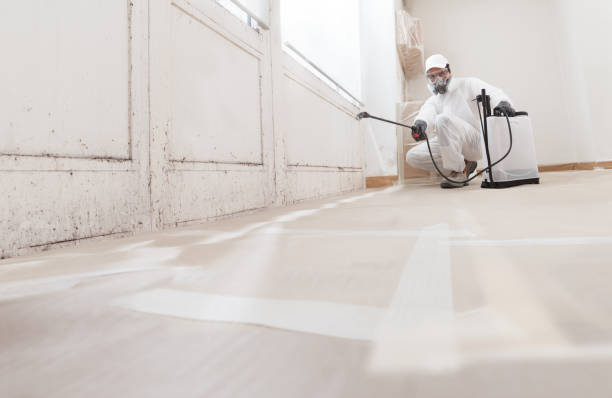 Black mold remediation team in Chaska